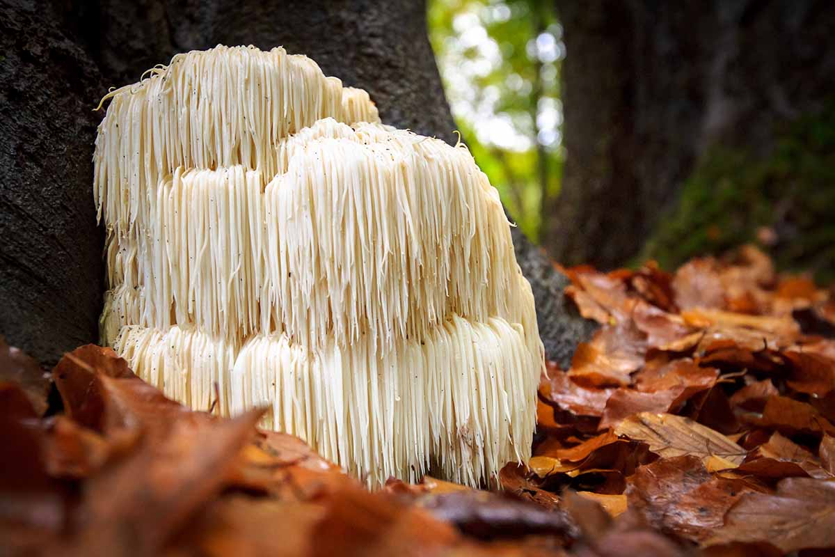 A close up horizontal image of a lion's mane fungi growing wild in a forest.