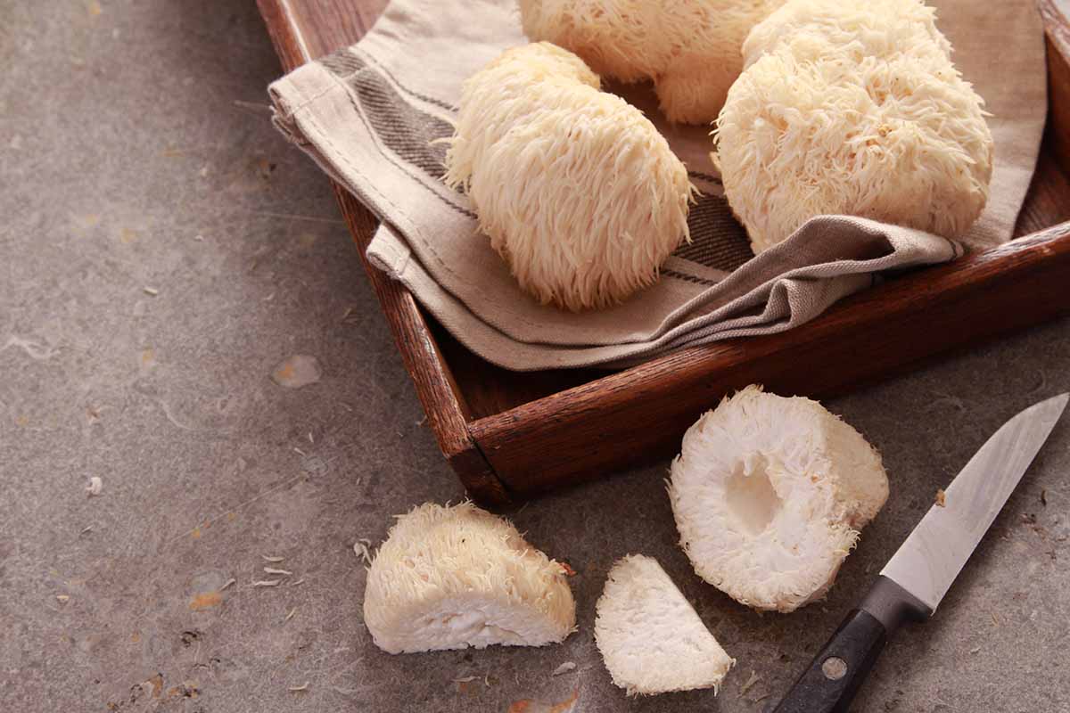 A close up horizontal image of lion's mane mushrooms sliced on a counter top and set in a wooden tray.