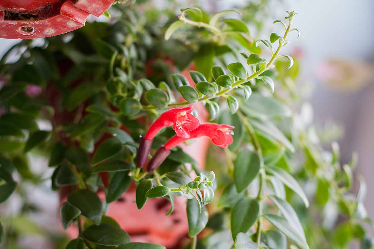 A close up horizontal image of a lipstick plant (Aeschynanthus radicans) growing in a pot indoors pictured on a soft focus background.