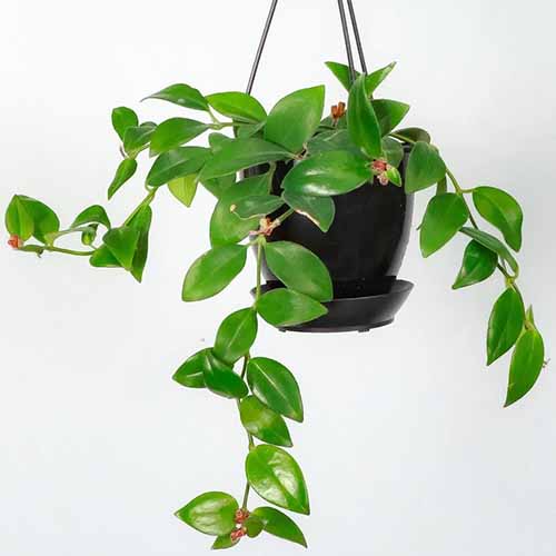 A close up of a lipstick vine (Aeschynanthus) growing in a small hanging pot.