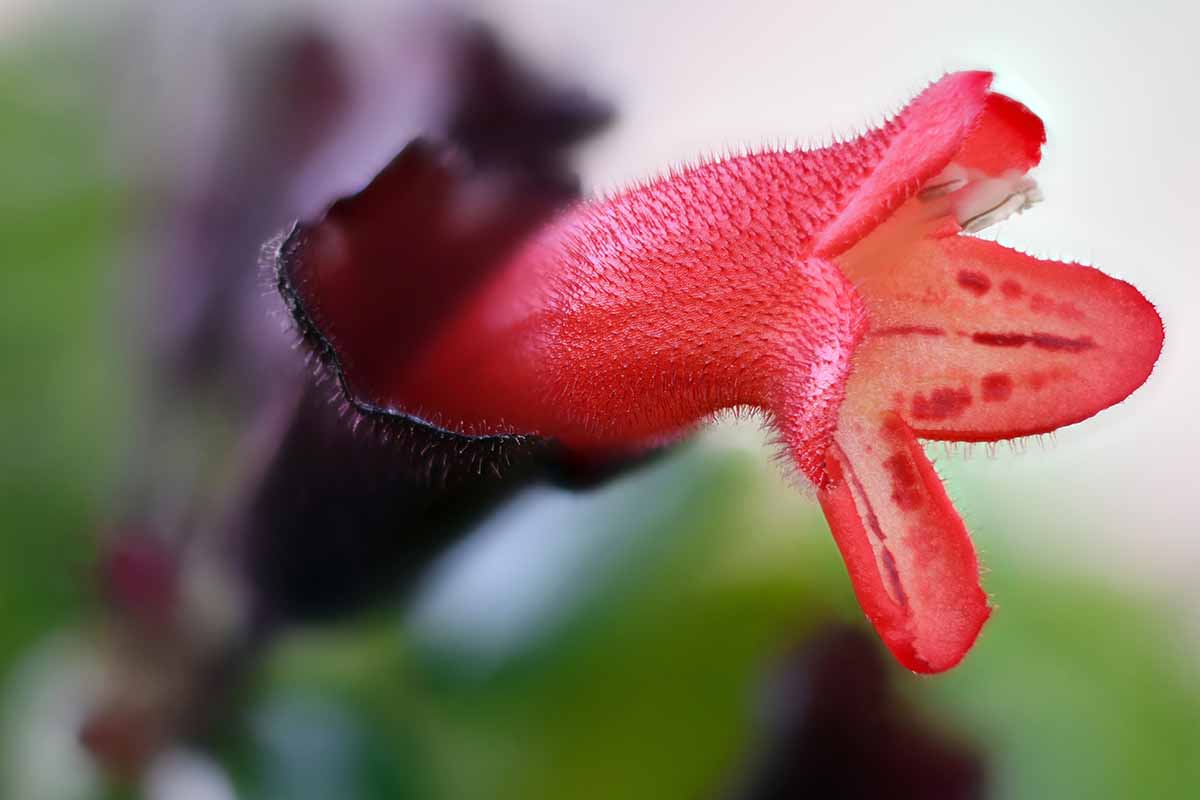A close up horizontal image of a bright red lipstick vine flower pictured on a soft focus background.