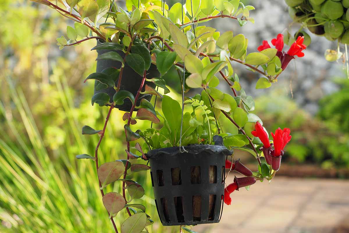 A close up horizontal image of lipstick vines growing in hanging pots outdoors.