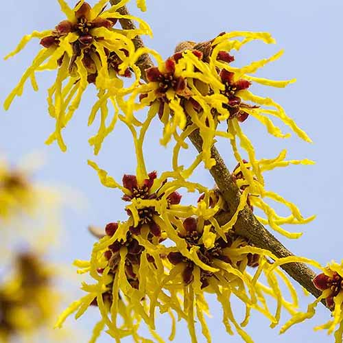 A close up of the yellow blooms of 'Little Prospect' witch hazel growing in the garden.