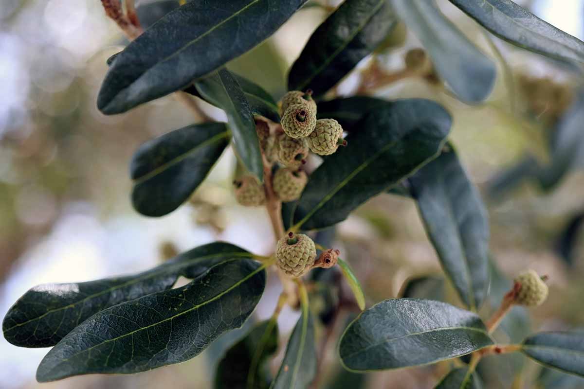 A close up of developing acorns and dark green foliage of a live oak (Quercus virginiana) pictured on a soft focus background.