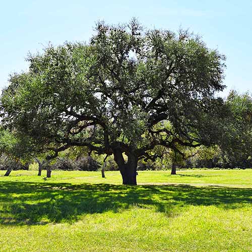 A square image of a live oak growing in a sunny park.