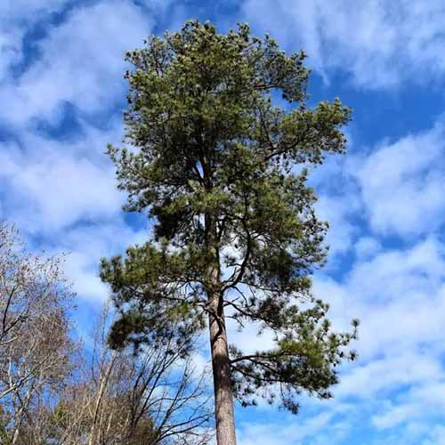 A square image of a large loblolly pine tree growing wild pictured on a blue sky background.