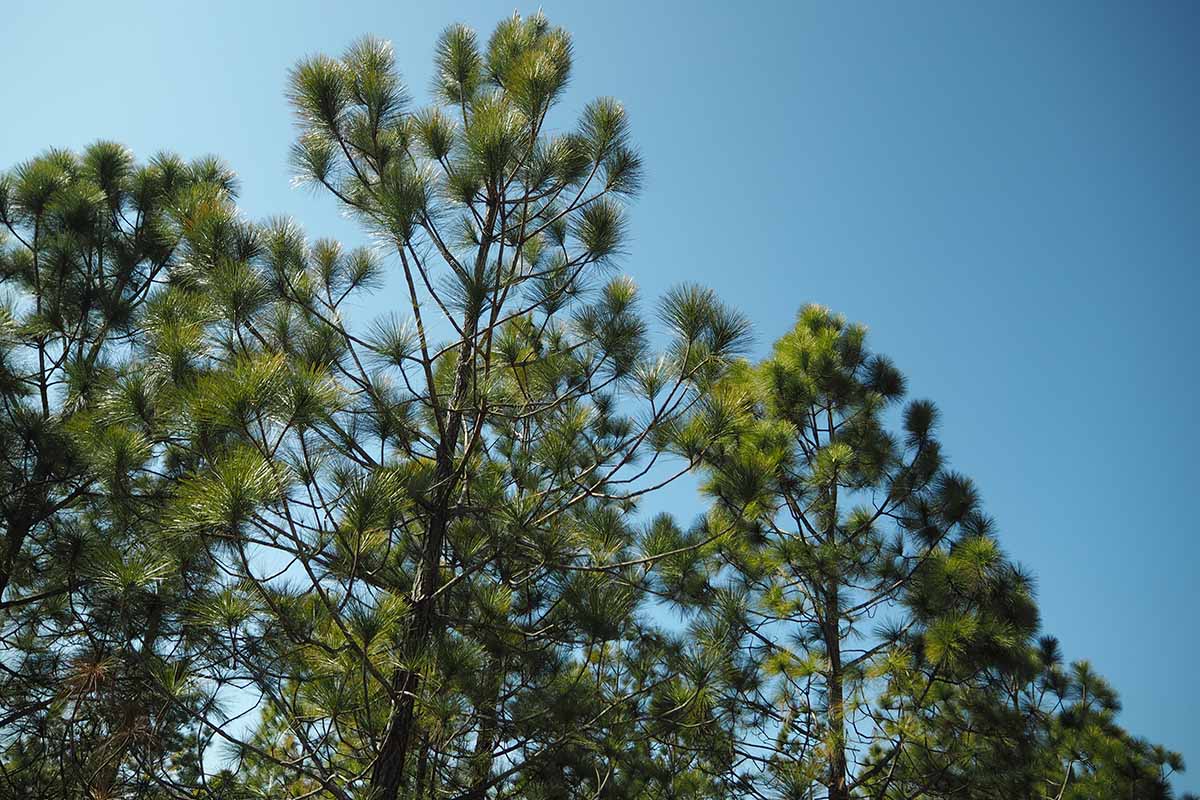 A horizontal image of the tops of loblolly pine (Pinus taeda) trees in front of a sunny blue sky outdoors.