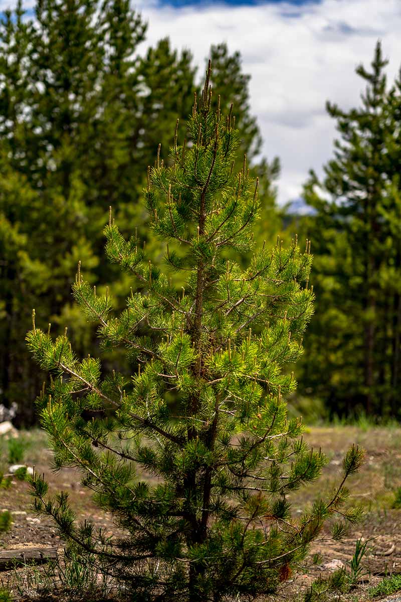 A vertical image of Pinus contorta growing in front of outer evergreen conifers outside.
