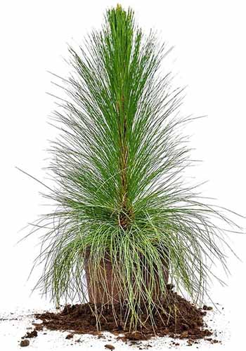 A vertical image of a young, potted longleaf pine against a white background.