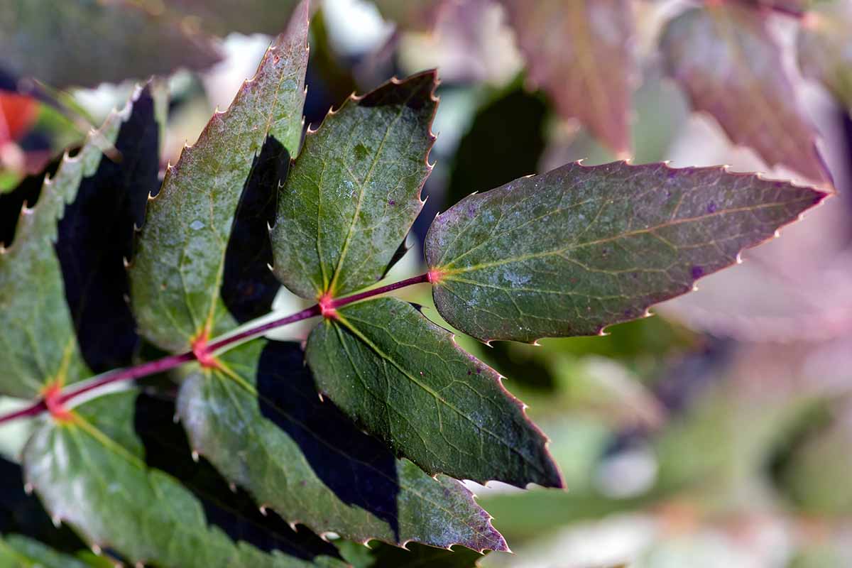 A close up horizontal image of the leaf detail of an Oregon grape (mahonia) plant pictured on a soft focus background.
