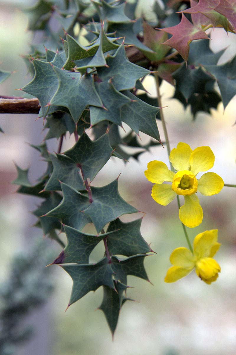 A close up vertical image of the spiky foliage and small yellow flowers of Mahonia fremontii pictured on a soft focus background.