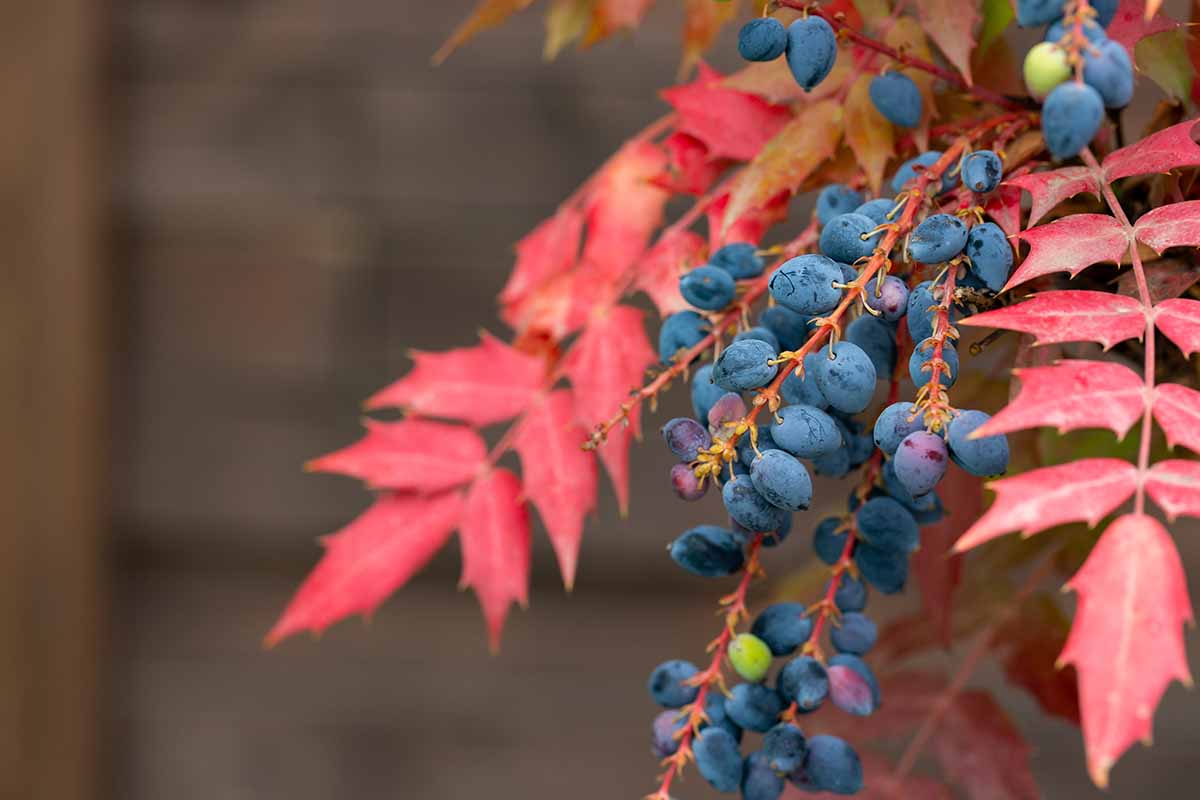 A close up horizontal image of the red fall foliage and blue berries of Oregon grape holly pictured on a soft focus background.