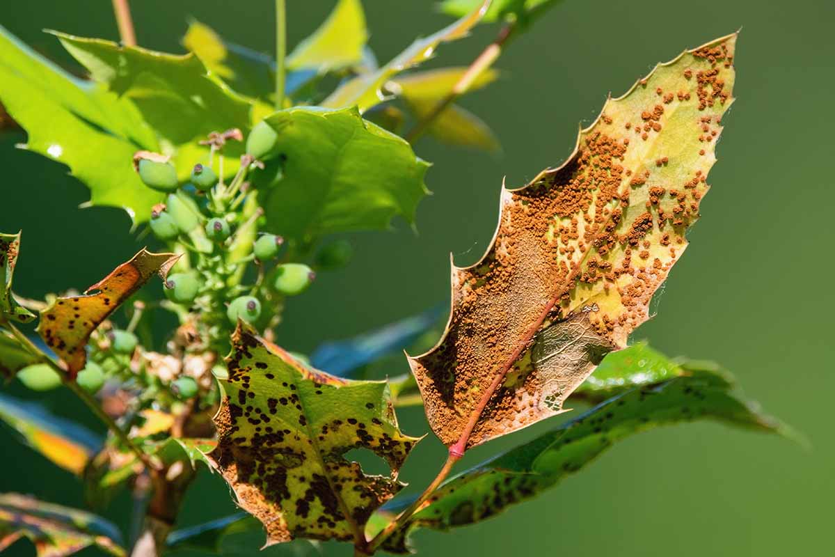 A close up horizontal image of mahonia rust on Oregon grape foliage pictured in bright sunshine on a soft focus background.