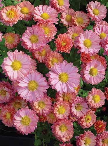 A close up of Mammoth 'Daisy Coral' mums growing in the garden.