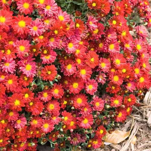 A close up square image of Mammoth 'Red Daisy' mums growing in a mass planting.