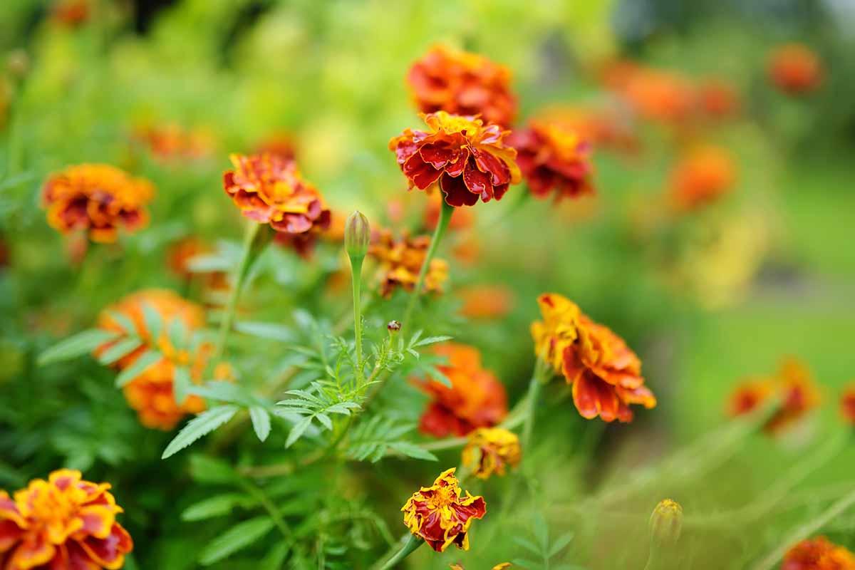 A close up horizontal image of marigolds growing in the fall garden pictured on a soft focus background.