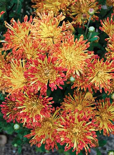 A close up of 'Matchsticks' chrysanthemum flowers in vibrant red and yellow.