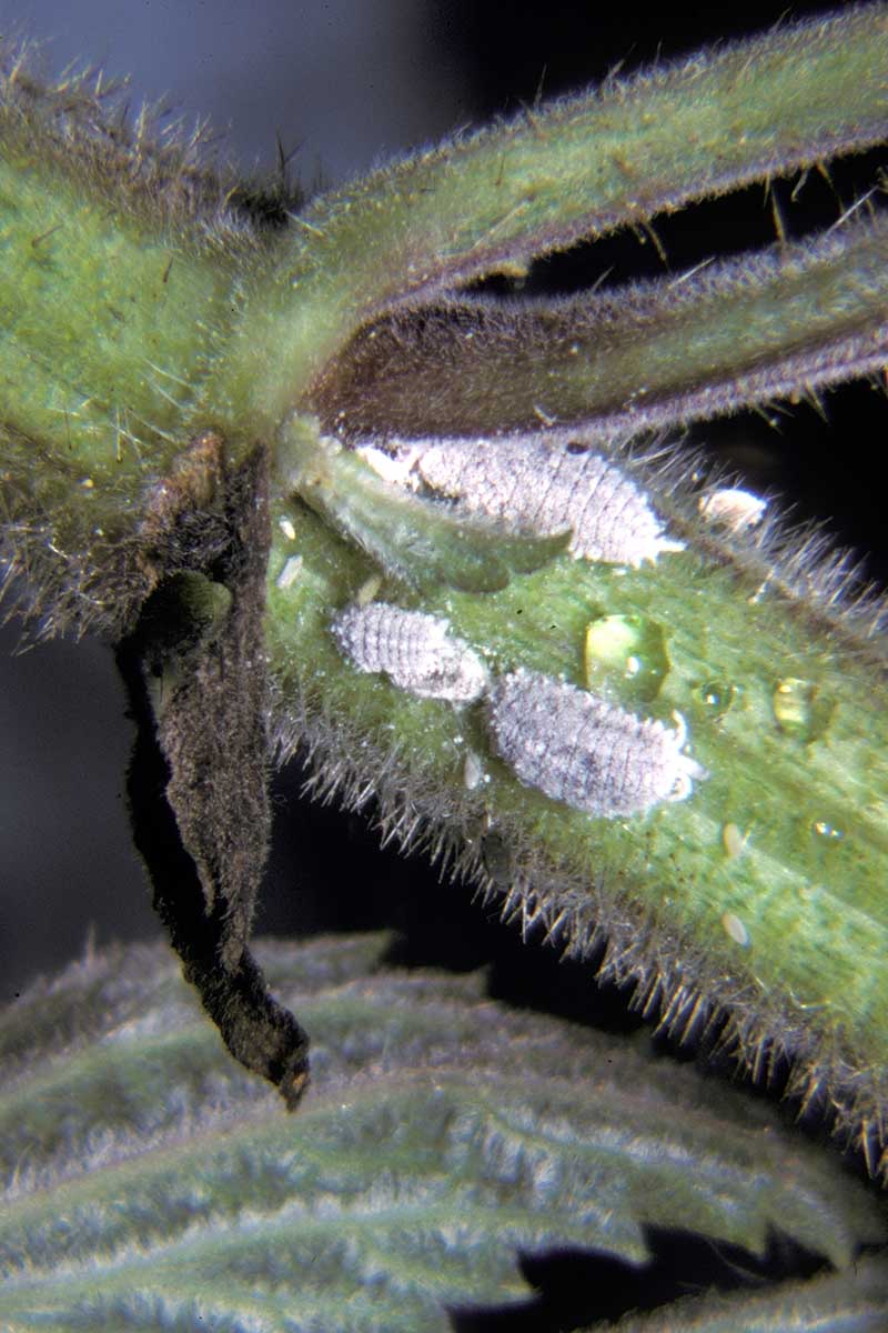 A close up vertical image of mealybugs infesting the branch of a plant.