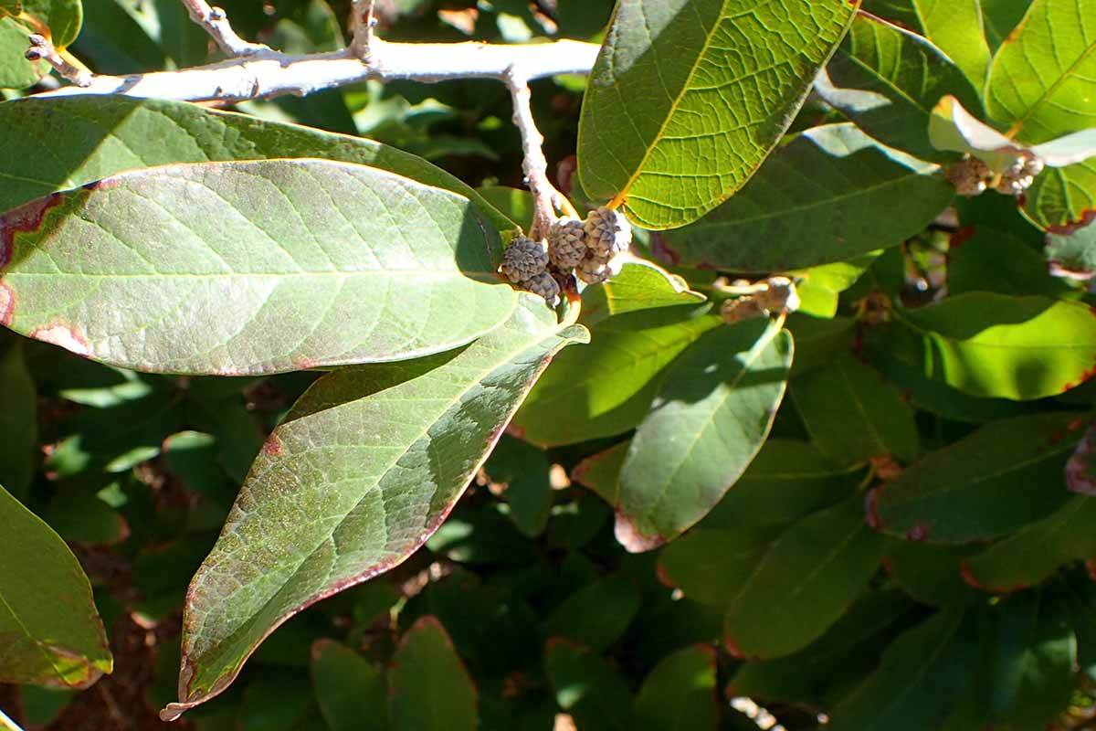 A close up horizontal image of the foliage and tiny developing acorns on a Mexican white oak pictured in bright sunshine.