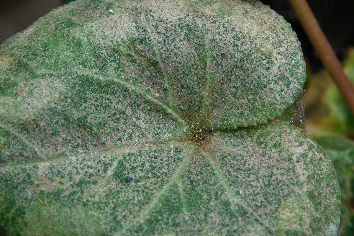 A close up horizontal image of the damage done by spider mites to a cyclamen plant.