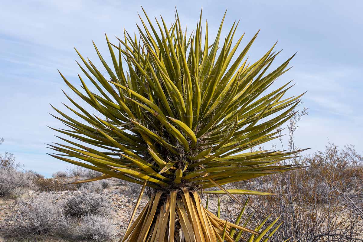 A horizontal image of Yucca schidigera growing wild in a desert location.