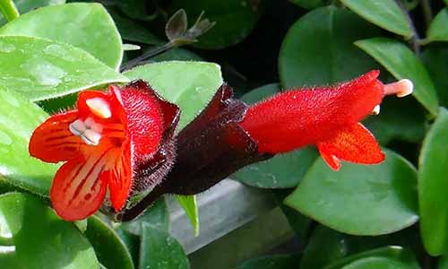 A close up of the flowers of Aeschynanthus 'Mona Lisa' growing in a black plastic container.