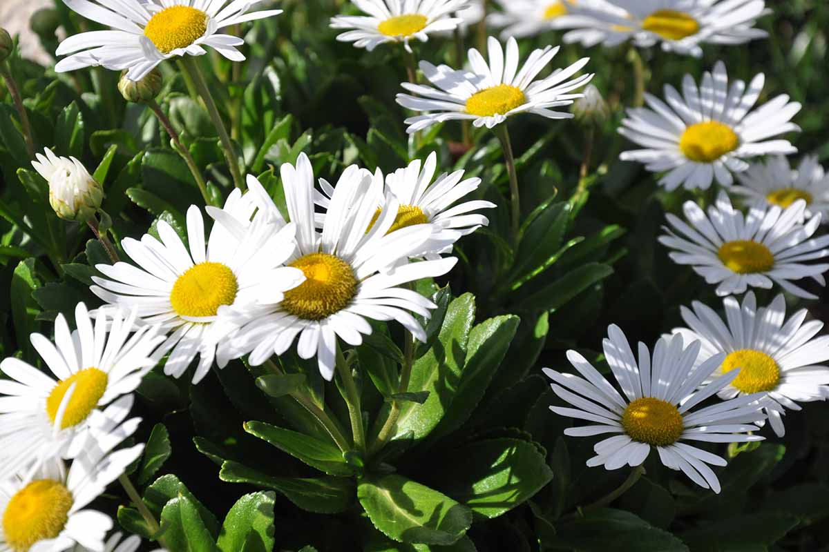 A close up horizontal image of Montauk daisies growing in a sunny garden.