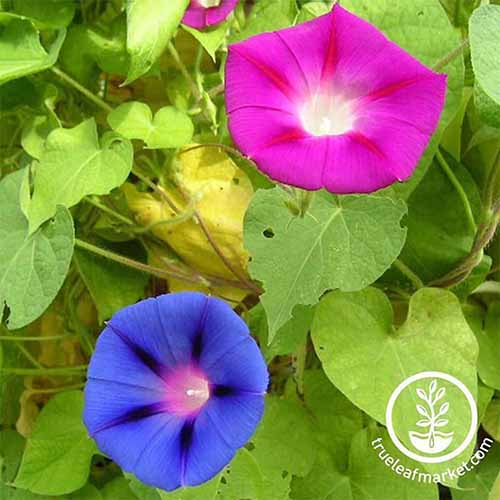 A close up square image of blue and a pink morning glory flowers surrounded by foliage. To the bottom right of the frame is a white circular logo with text.