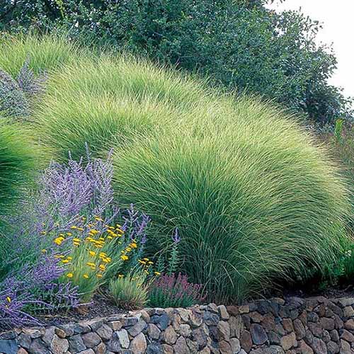 A square image of Miscanthus sinensis 'Morning Light' Japanese silver grass growing in a garden border behind a stone retaining wall.