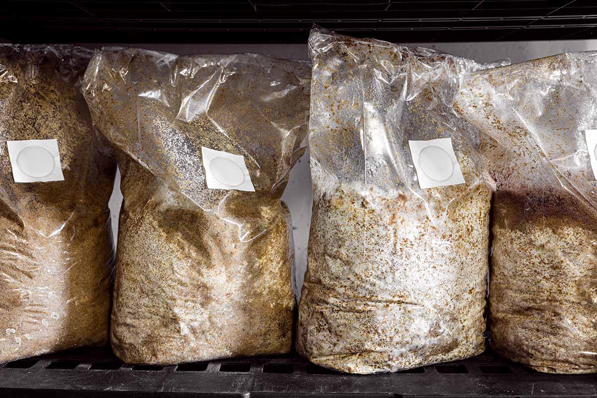 A close up horizontal image of a group of bags containing substrate for mushroom cultivation.