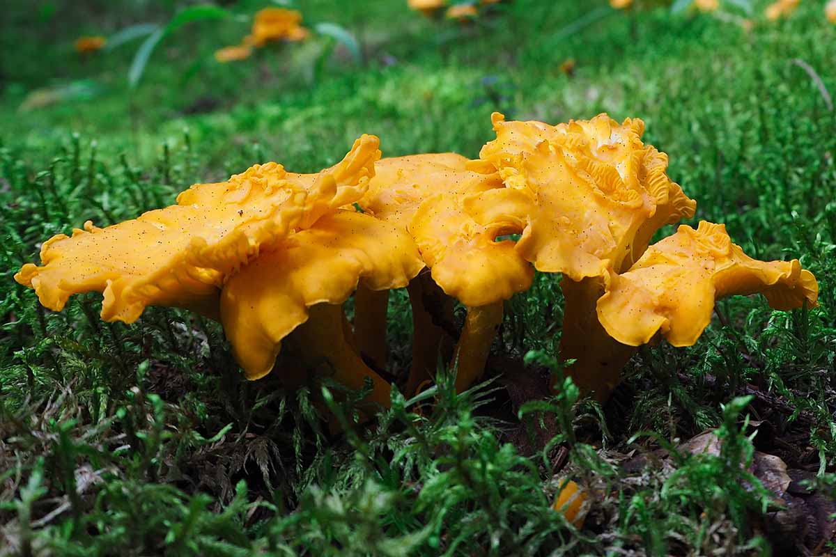 A close up horizontal image of a small cluster of orange chanterelles growing in green moss.