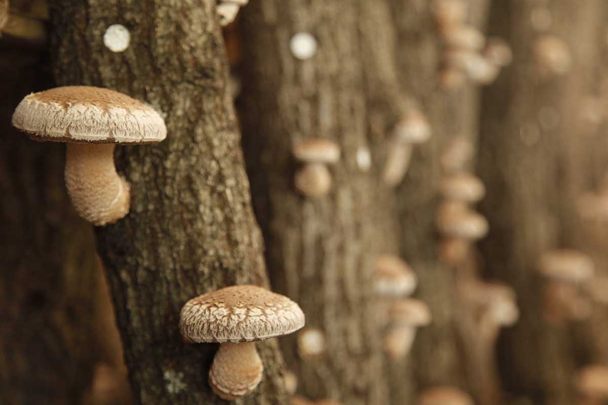 A close up horizontal image of mushrooms growing from plugs on logs.