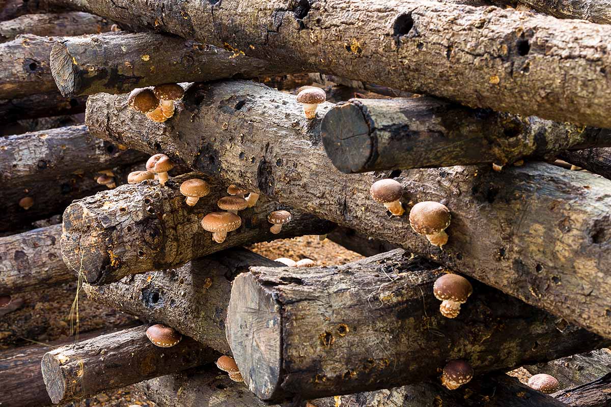 A close up horizontal image of shiitakes growing on a pile of logs.
