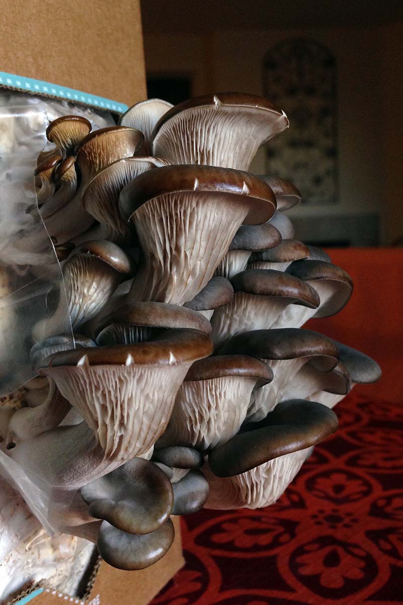 A close up vertical image of mushrooms growing from an indoor box kit, ready for harvest.
