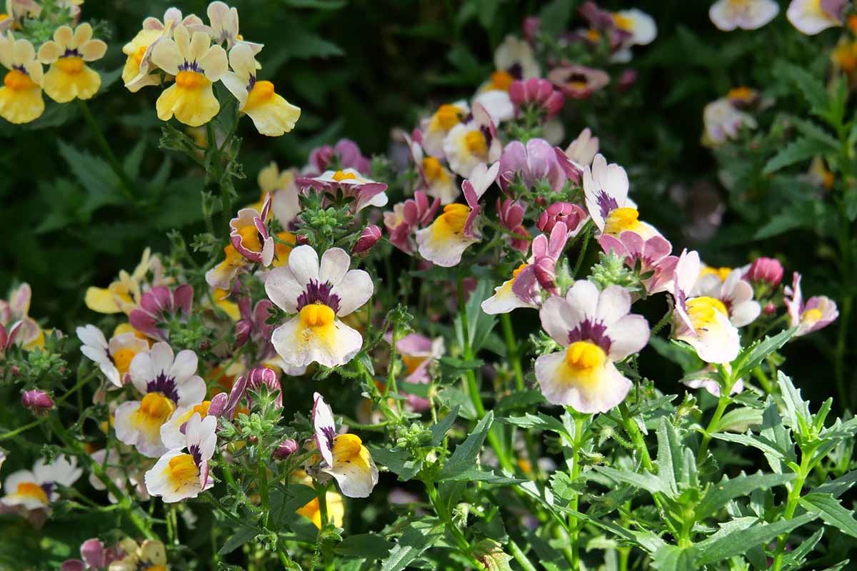 A horizontal image of yellow, white, purple, and dark pink nemesia flowers growing in clumps outdoors.