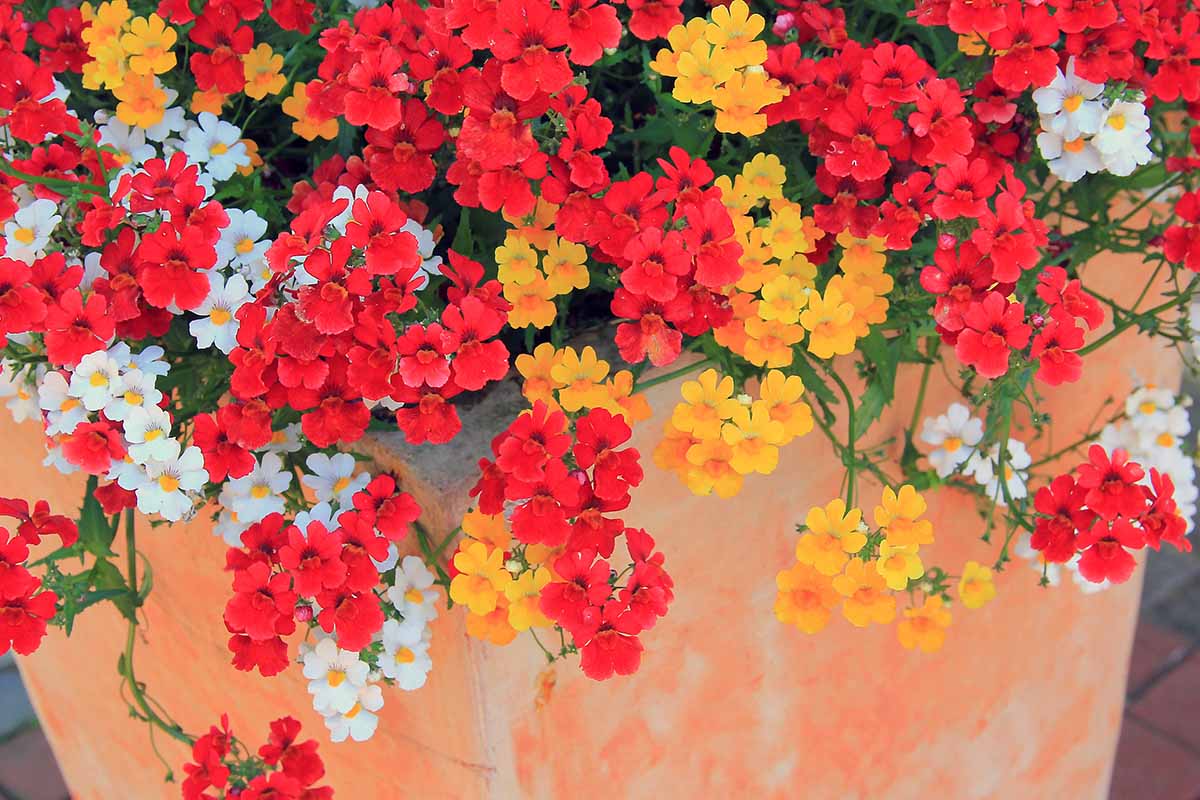 A horizontal image of red, white, and light orange nemesia flowers growing from and spilling over the sides of a mango-colored outdoor pot.