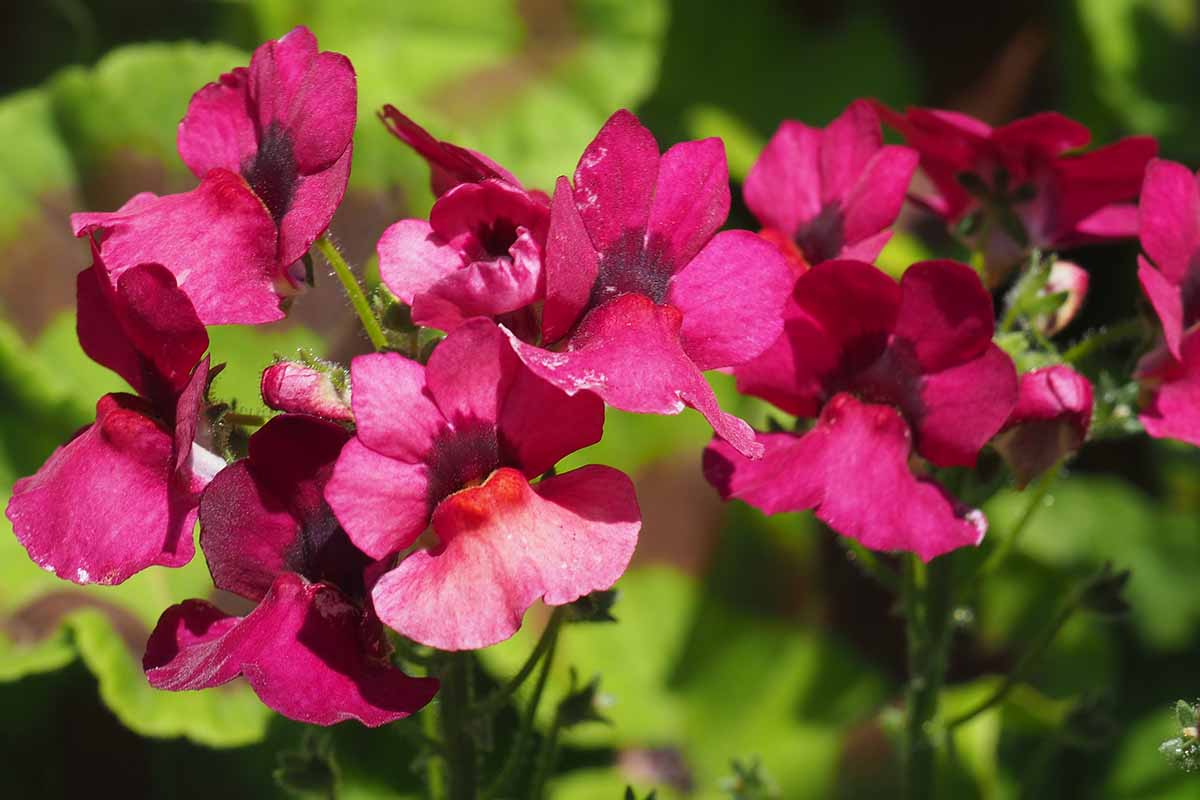 A close up horizontal image of dark pink nemesia flowers growing in the garden pictured in bright sunshine on a soft focus background.