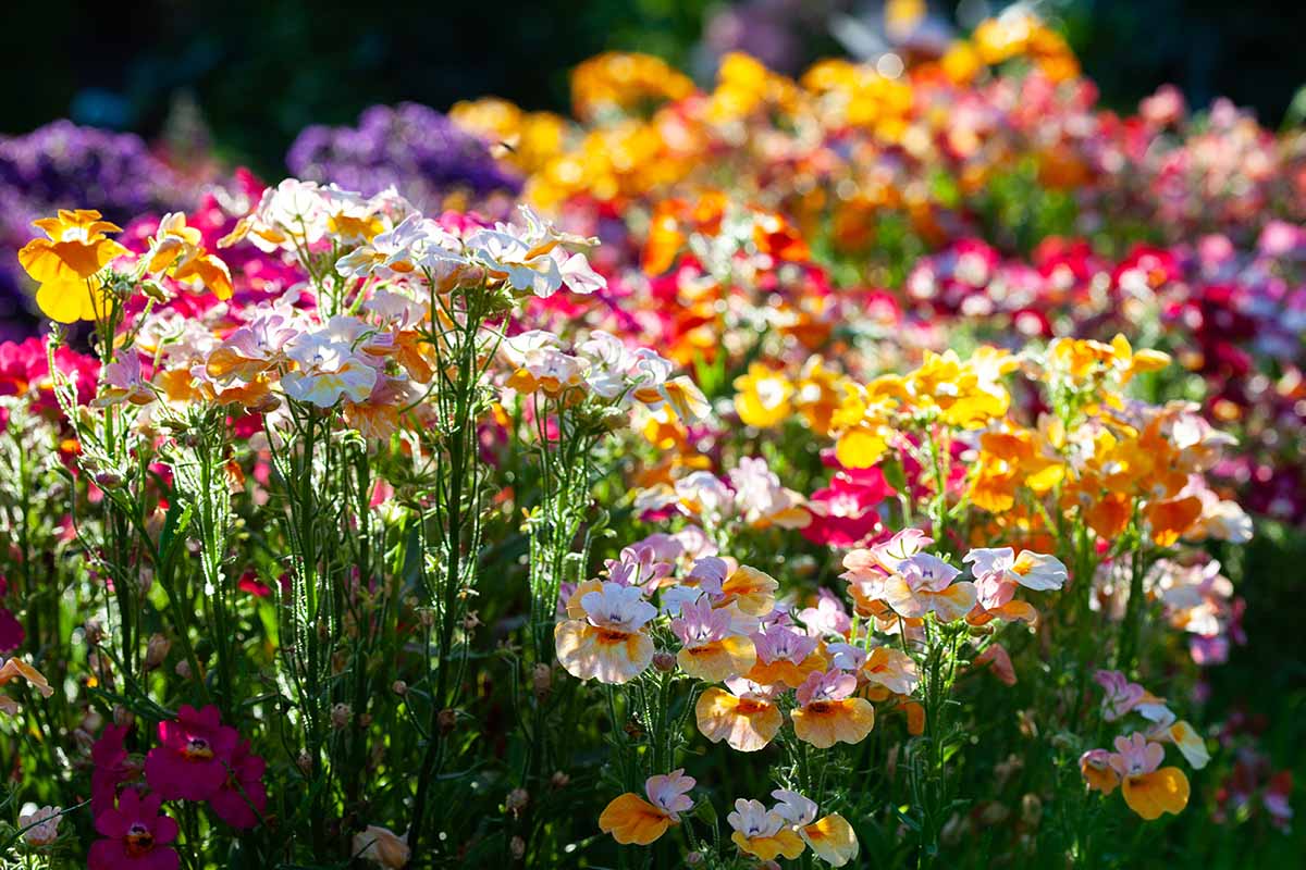 A close up horizontal image of nemesia flowers growing in a sunny garden fading to soft focus in the background.