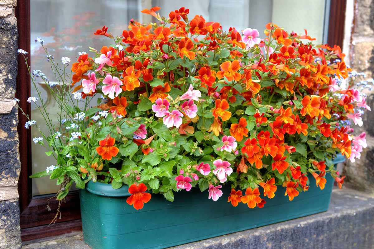 A close up horizontal image of orange and pink nemesia flowers growing in a window box on the sill of a stone residence.