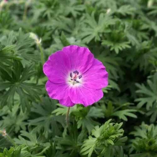 A close up square image of a single 'New Hampshire Purple' scented geranium surrounded by foliage in the garden.