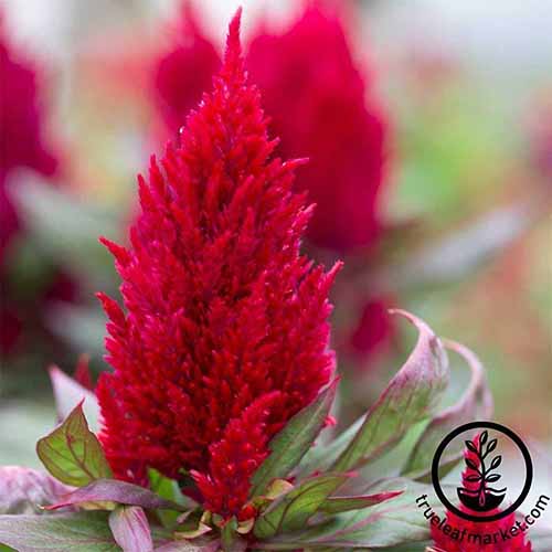 A close up square image of a bright red 'New Look' celosia flower pictured on a soft focus background.