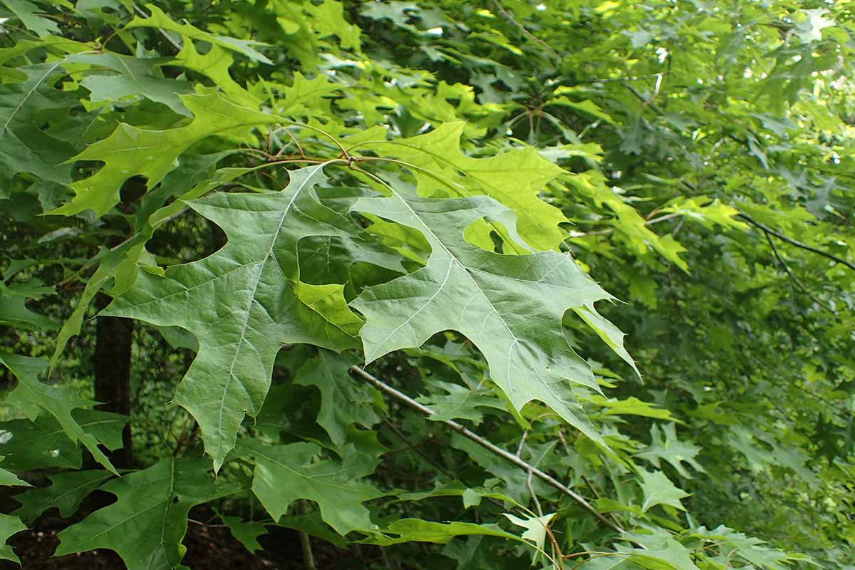 A close up horizontal image of the foliage of a nuttall oak (Quercus texana) growing in the landscape.
