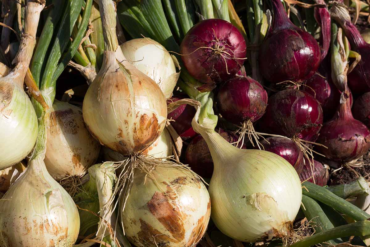 A close up horizontal image of different onion varieties set in the sun to cure.