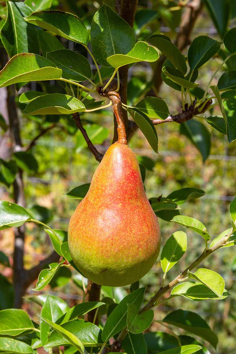 A close up vertical image of a single 'Orcas' pear with reddish skin, hanging from the tree, pictured in bright sunshine.