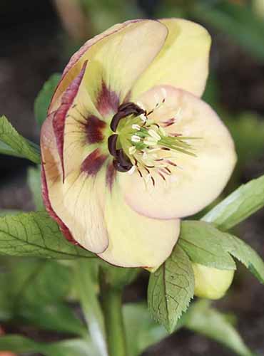 A close up of a single 'Painted Bunting' hellebore growing in the garden pictured on a soft focus background.