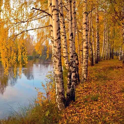 A square image of the textured bark and yellow fall foliage of paper birch trees growing in a row by the river.
