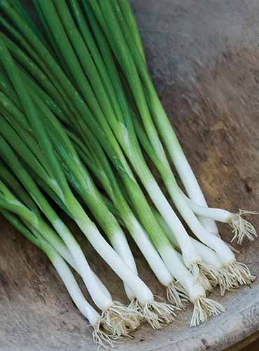 A close up of a bunch of 'Parade' scallions set on a wooden surface.
