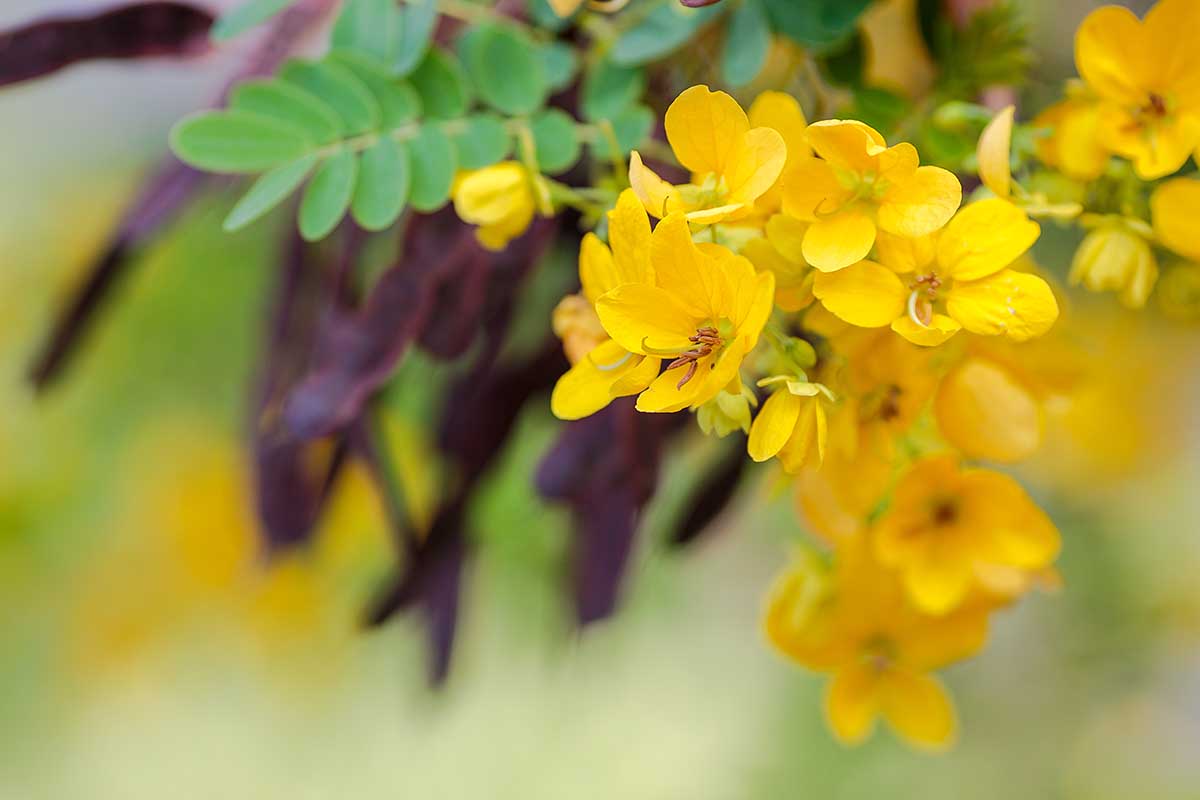 A close up horizontal image of the tiny yellow flowers of partridge pea pictured on a soft focus background.