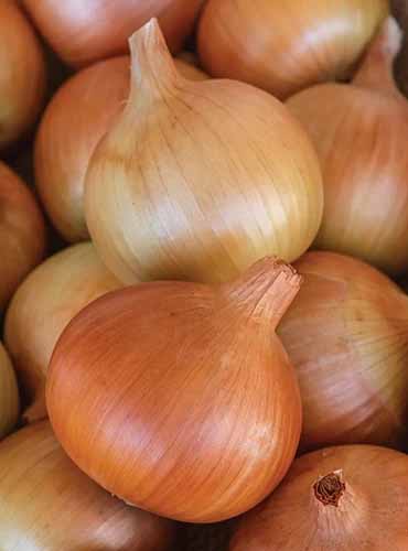 A close up of a pile of brown 'Patterson' onions.