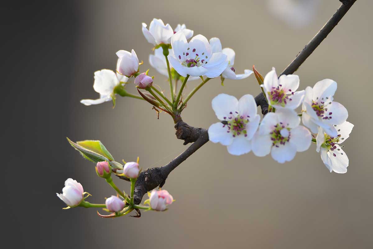 A close up horizontal image of blossom in spring pictured in light sunshine on a soft focus background.